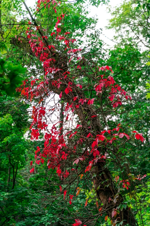 red flowers are on the nches of trees