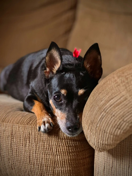 a small black and brown dog with a red ribbon around it's head