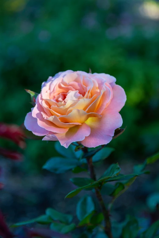 the blooming peach rose is growing out of the ground