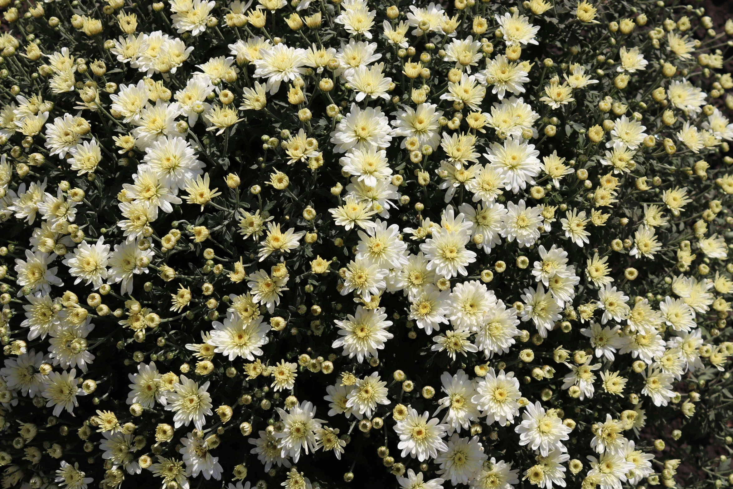 a large group of white and yellow flowers