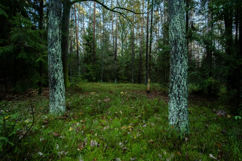 a large wooded area covered in lots of trees and grass