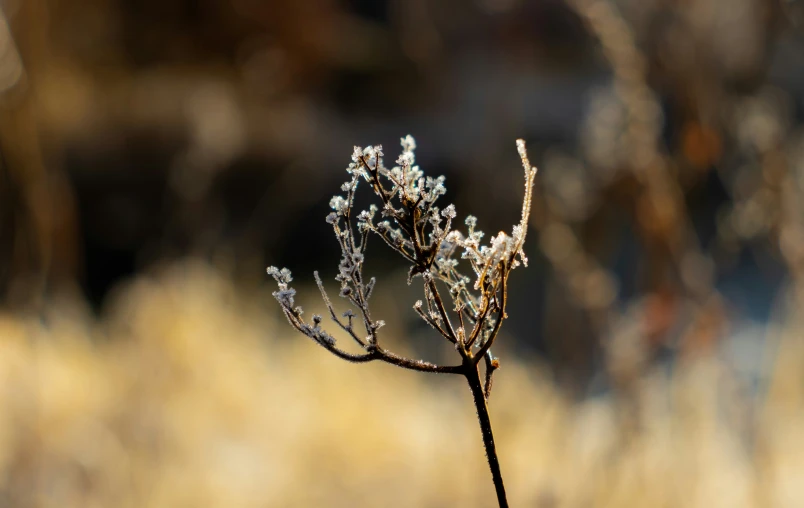 a small twig with a few little snow on it