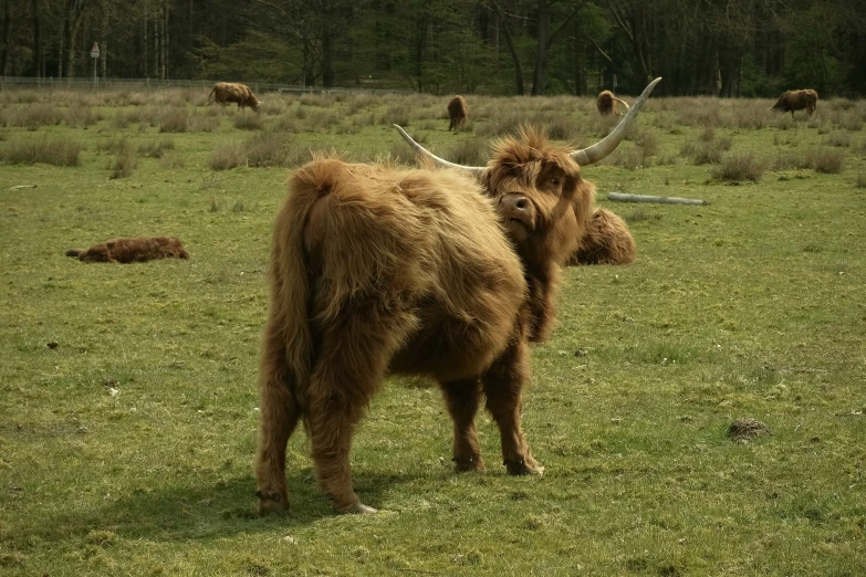 a large animal in a field with no one around