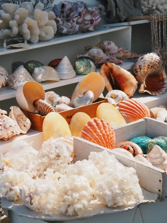 a variety of seashells sitting on a table with boxes full of them