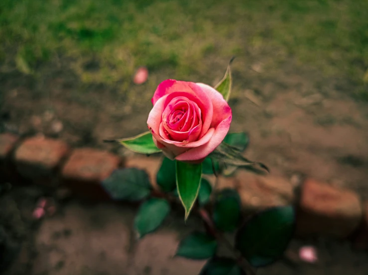 the single rose bud sits on top of the green plant