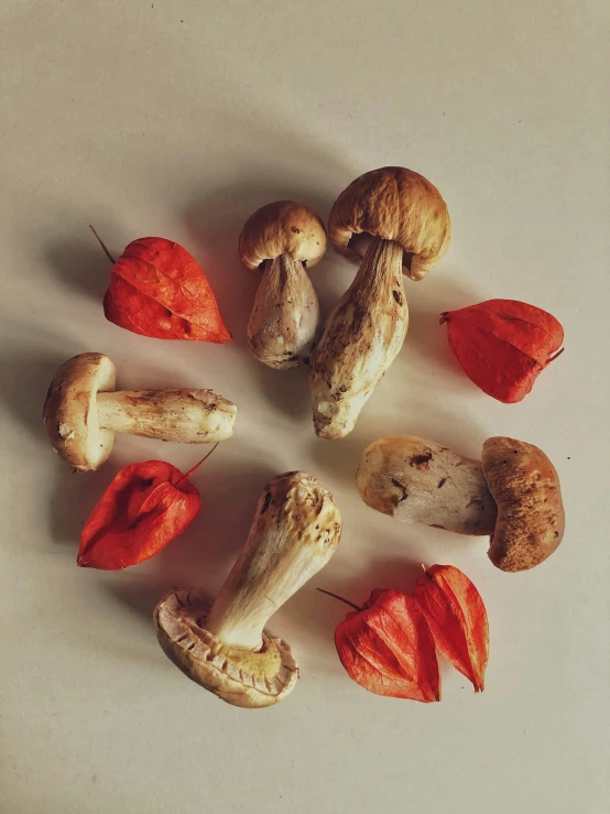 a group of fresh, cut, dry mushrooms