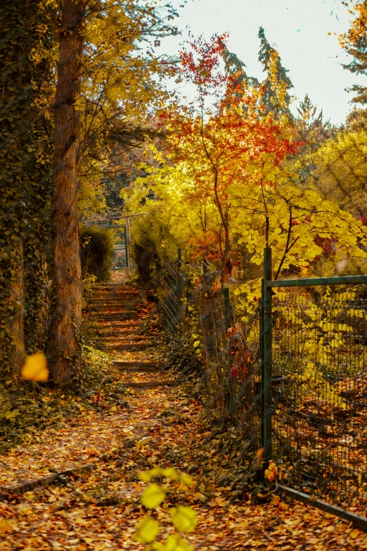 a gate in the middle of an autumn forest