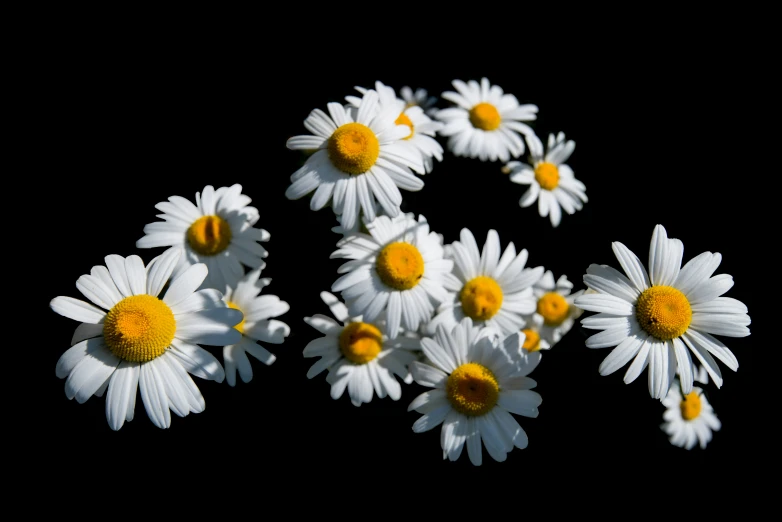 five white flowers with yellow center in a circle