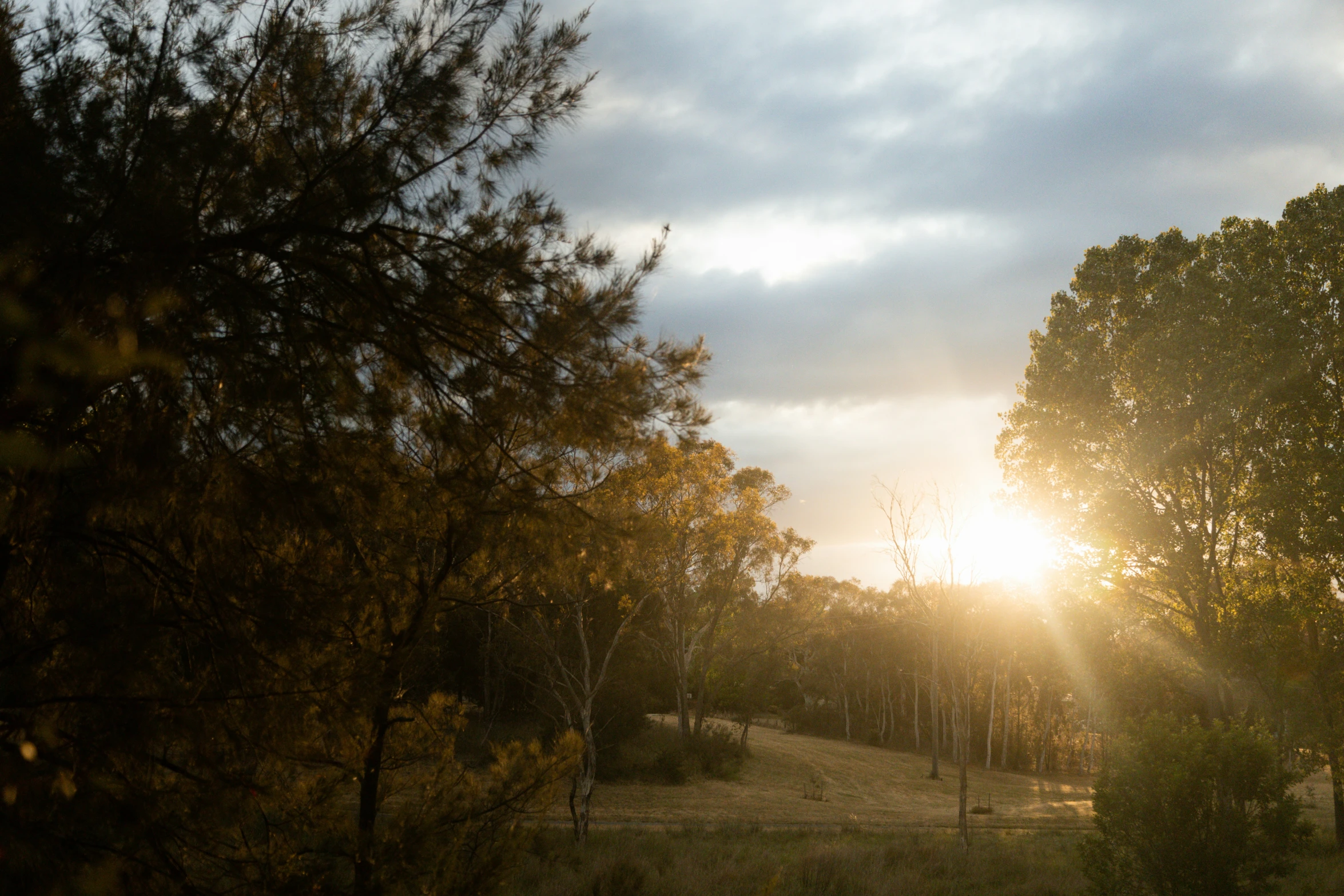 trees are seen in front of the sun in a forest