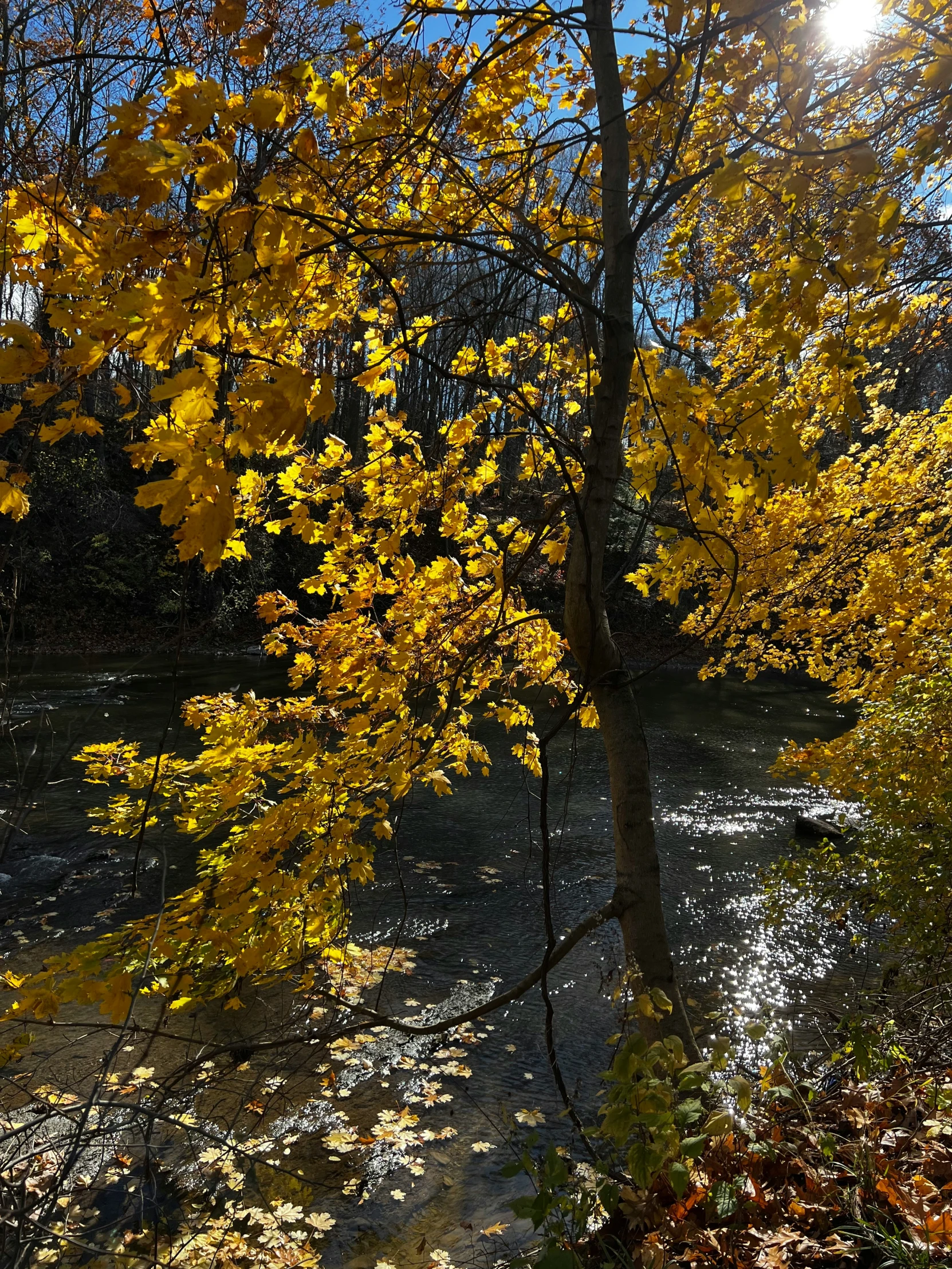 a large tree surrounded by autumn leaves on a riverbank