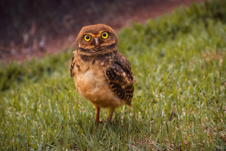 an owl stands on a patch of grass