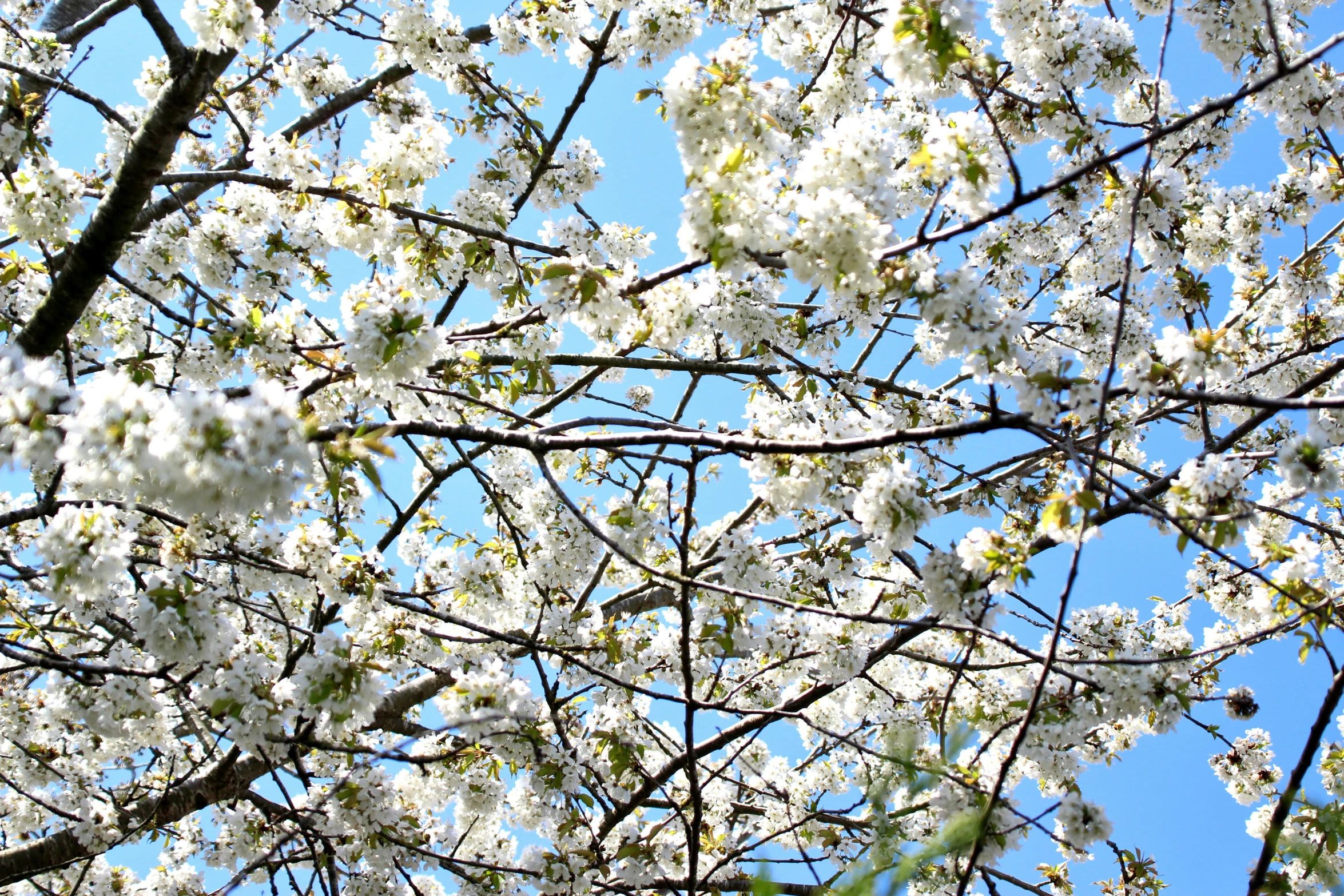 white flowers growing on the nches of a tree