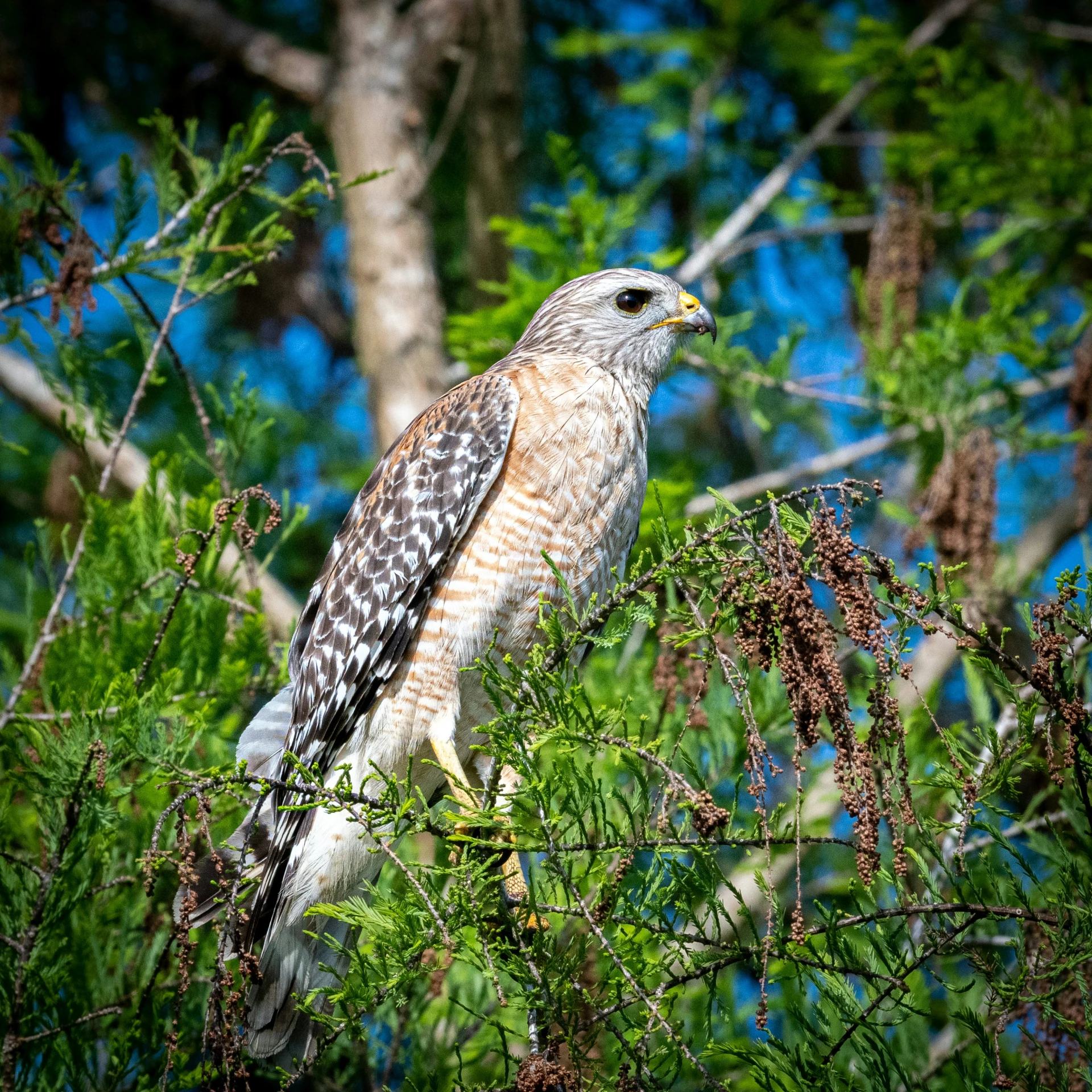 a hawk sits in the tall tree tops