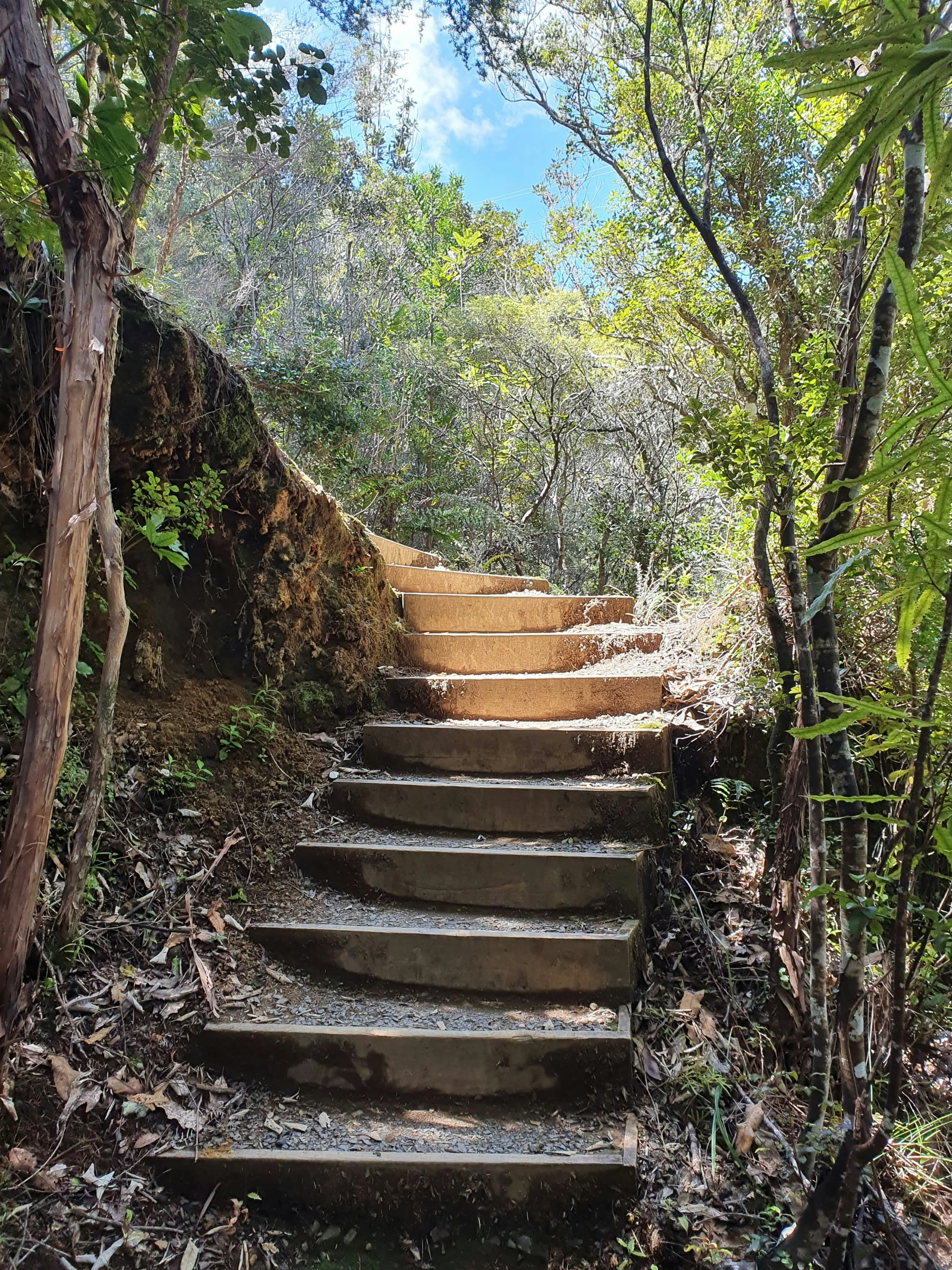 a set of steps in the woods surrounded by trees