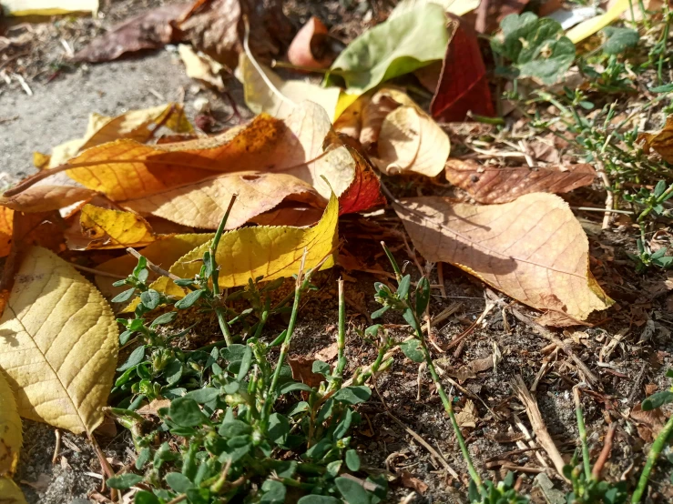yellow leaves on the ground of the park
