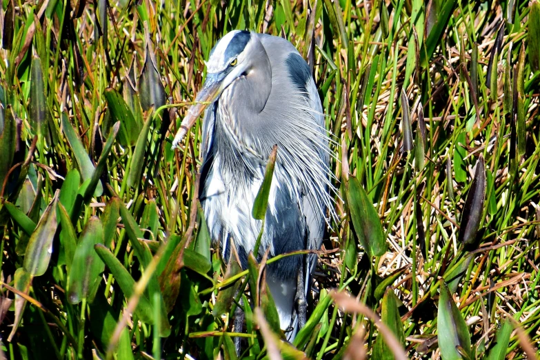 a blue heron sits on the side of the water