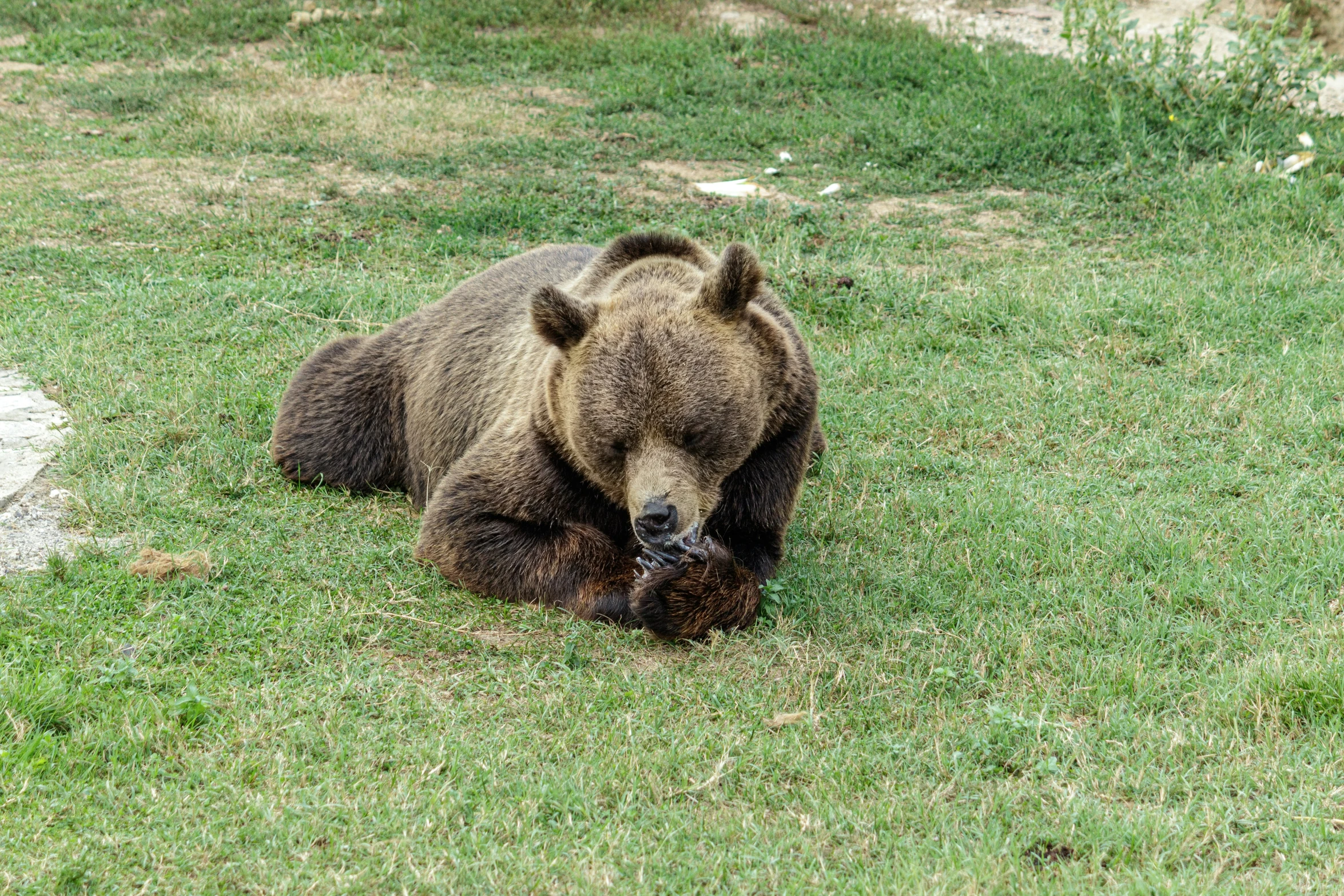 there is a bear laying down in the grass