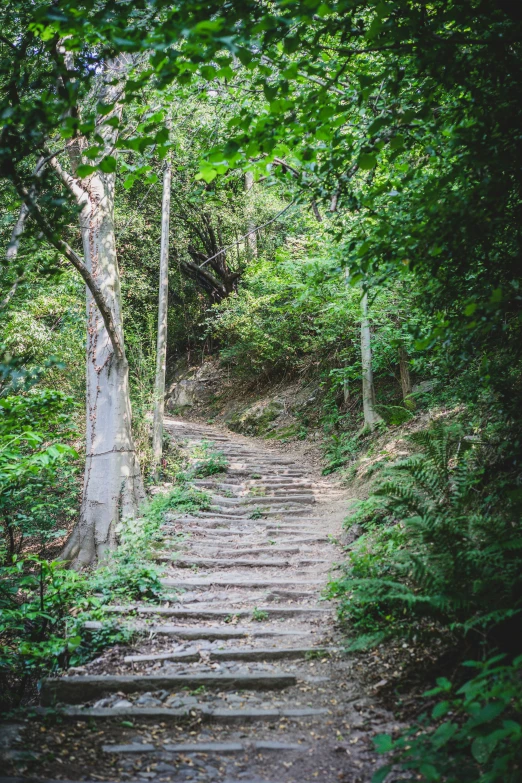 stairs lead through the jungle with trees growing on either side