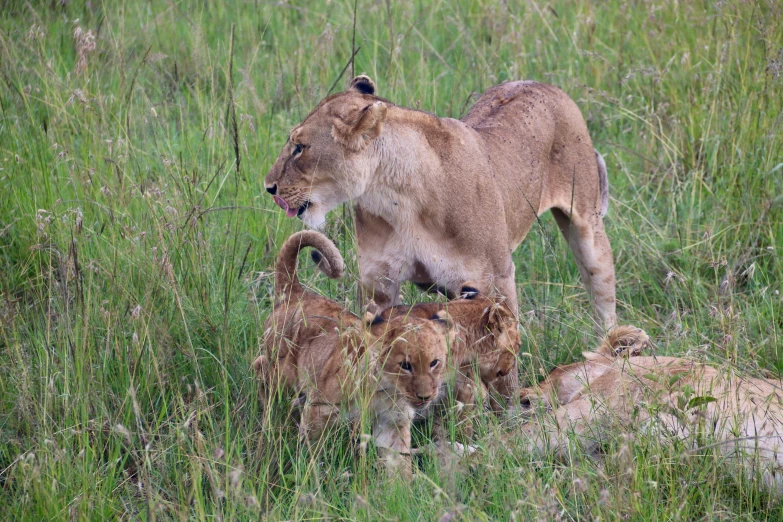 two lion cubs in some tall grass with a larger one