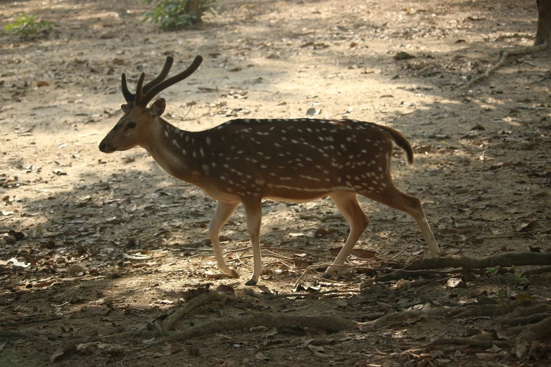 there is a baby deer standing on the ground