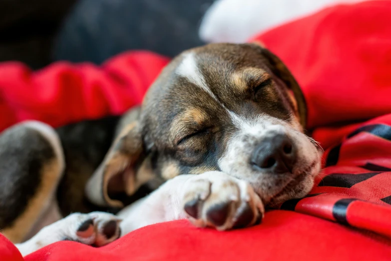 a dog rests on its owner's back on a blanket