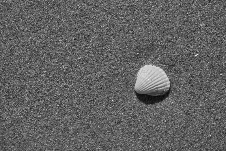 a single sea shell on the sand near water