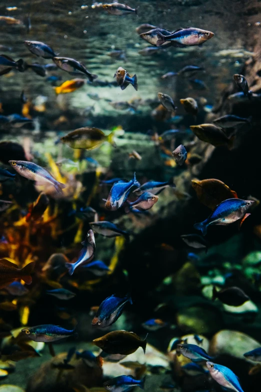 a bunch of small fish that are swimming around