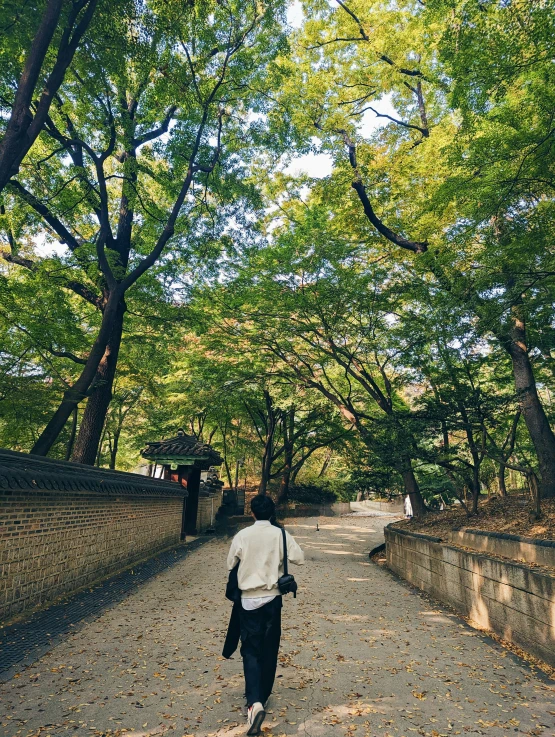 a person walking down a tree lined walkway