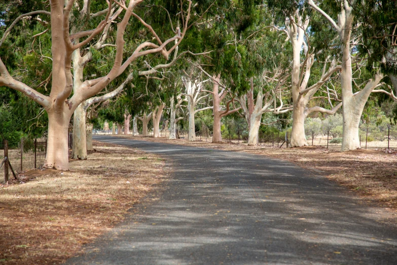 the large road goes through a dense grove of trees