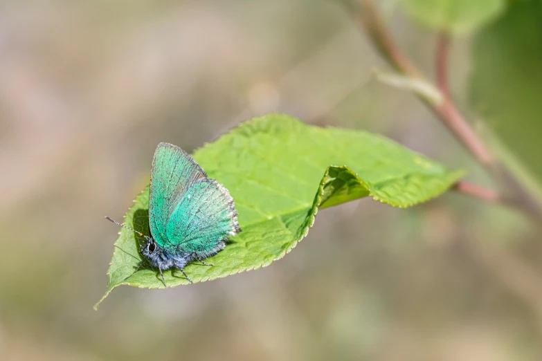 a blue erfly perched on a green leaf