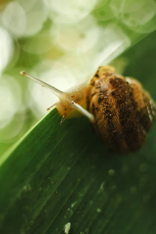 the snail is sitting on a large green leaf