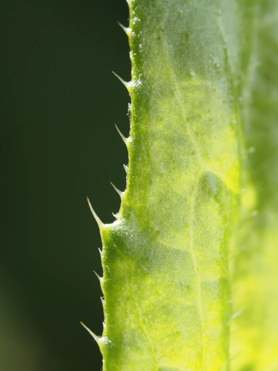 a closeup of a leaf on a plant