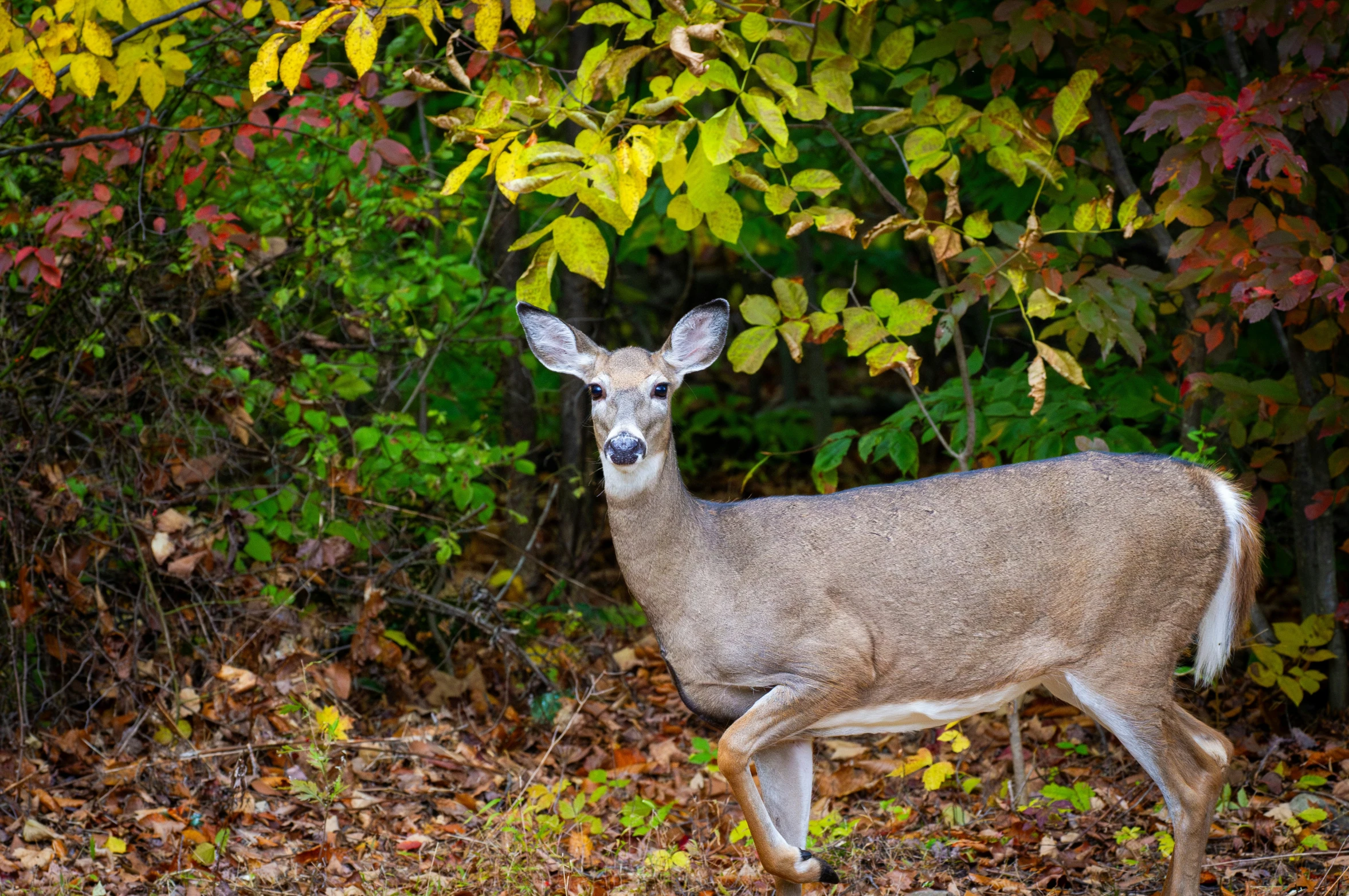 a deer is standing among leaves and shrubbery