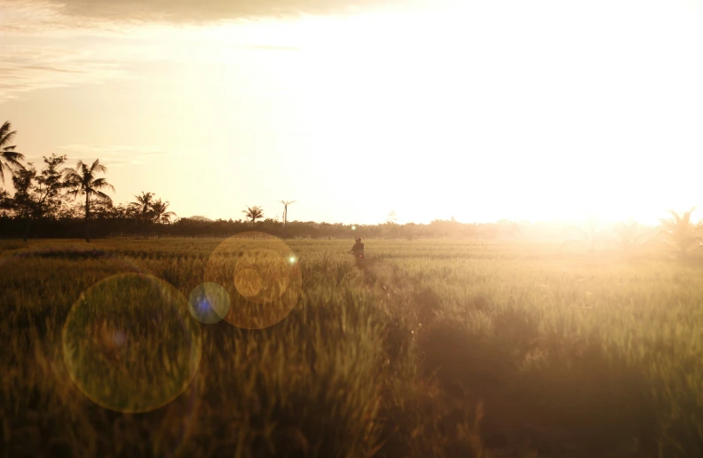 the person is walking along a path through a field