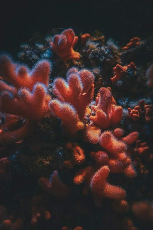 corals and anemones are seen under the blue water