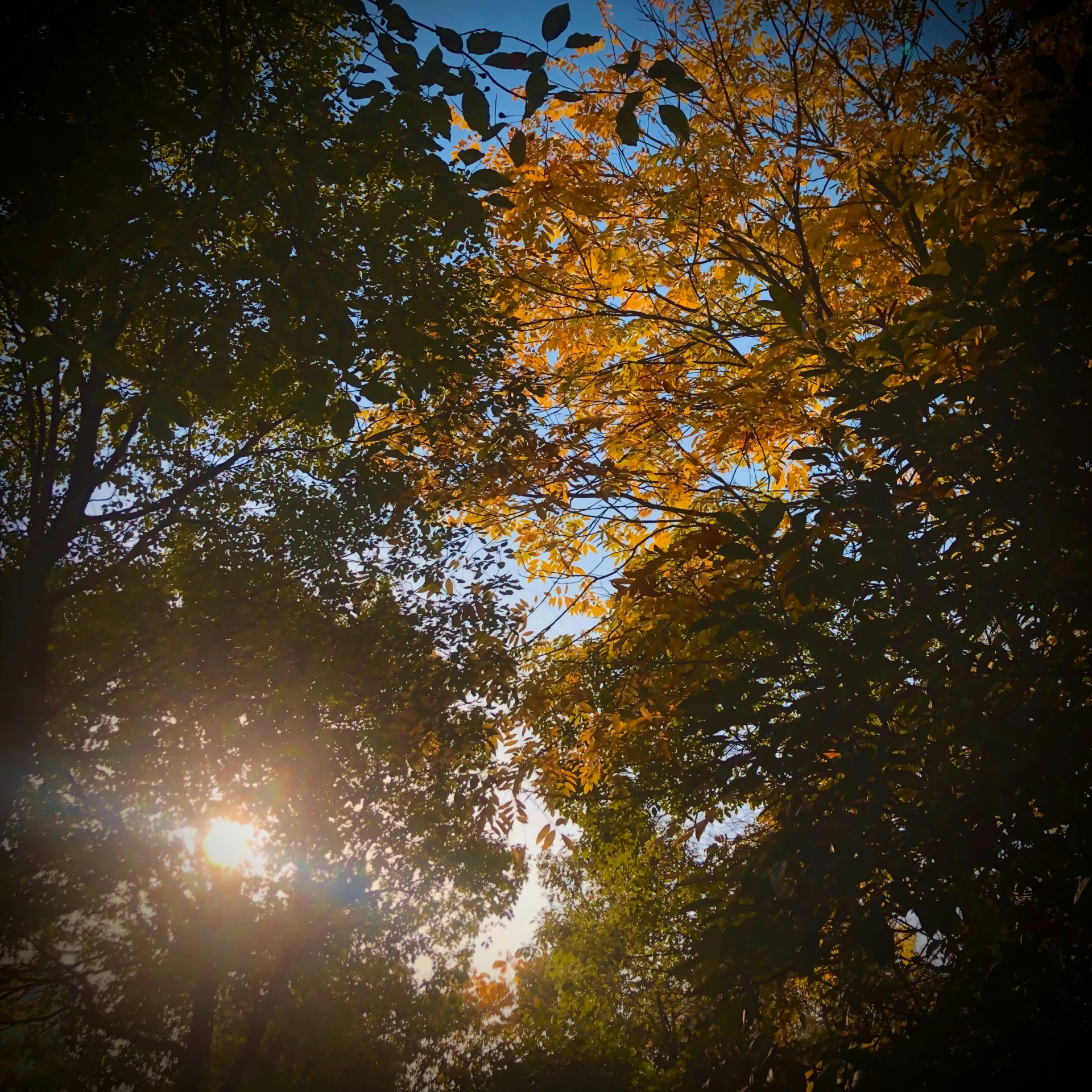 a bright light in the sky, through some trees