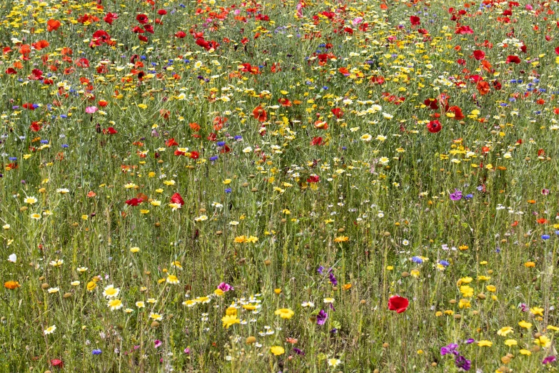 a field full of lots of different flowers