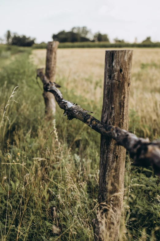 a barbed wire fence and a field of tall grass