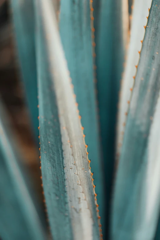 the top side of an aloen plant, with water droplets