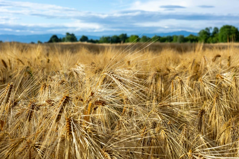 the grain fields have been harvesting for many years