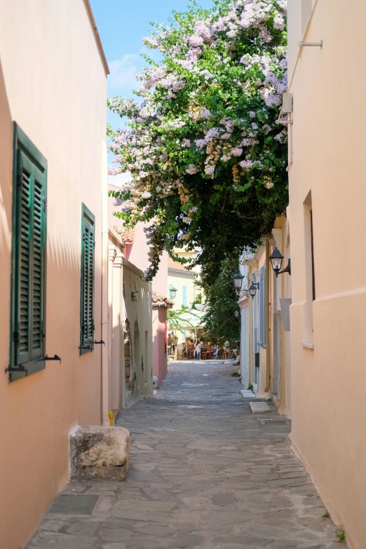 an alleyway has flowers growing all over it