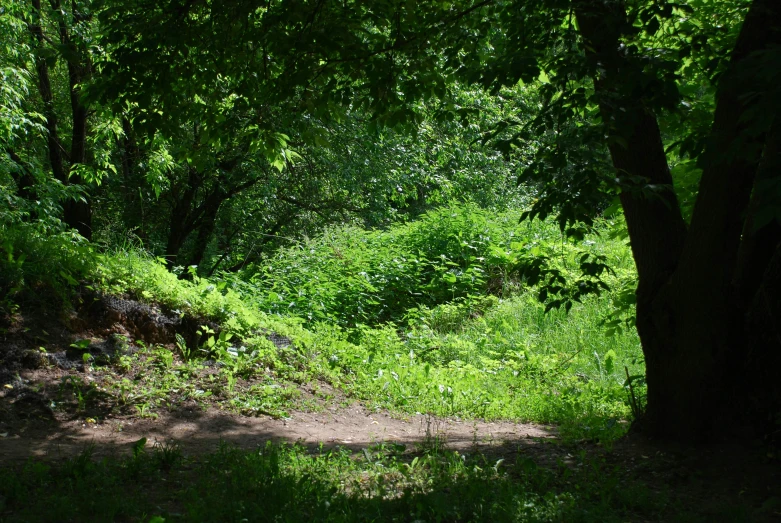 a dirt path running through some trees