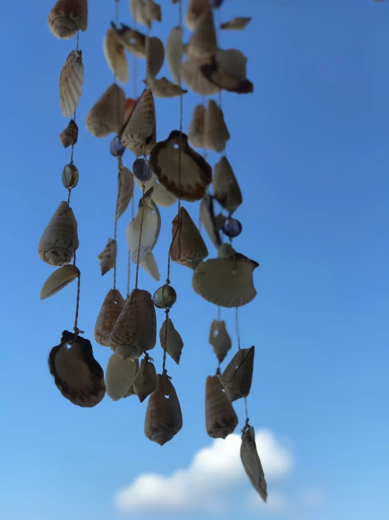 a number of sea shells dangling in the air