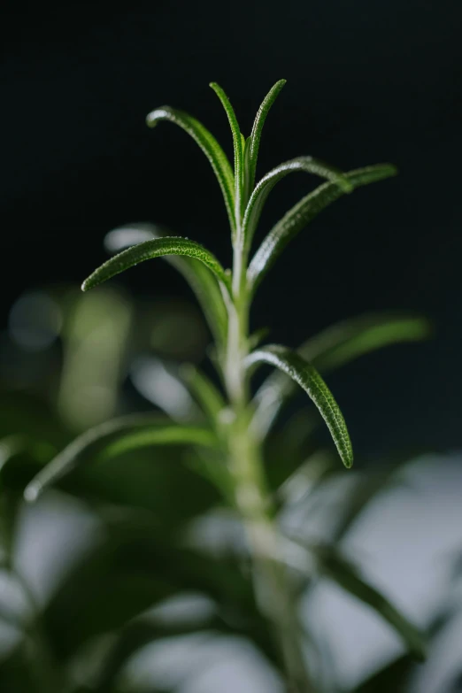 a single thin green flower head