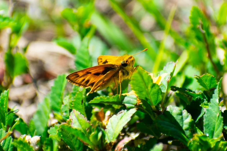 a small yellow erfly sitting on green leaves