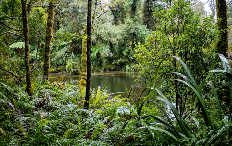 a large area of vegetation and a river