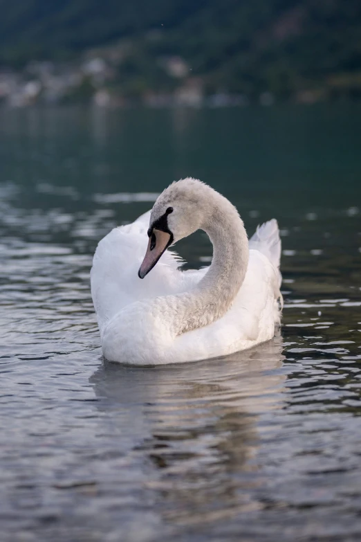 a swan is swimming in the water near some mountains