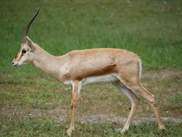 an antelope looking around on a grassy plain