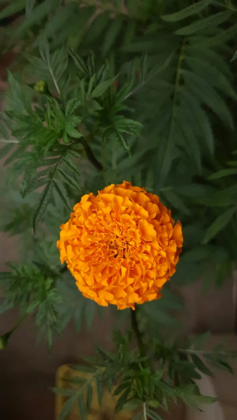 an orange flower is next to some green leaves