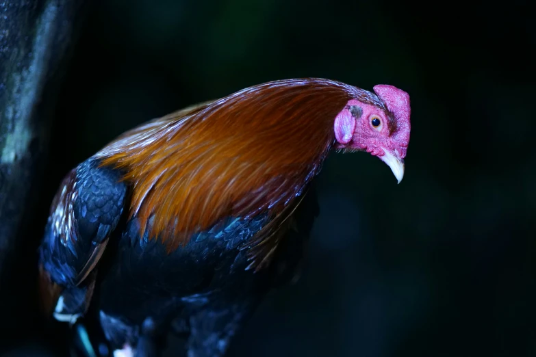 a close - up image of the head of a multicolored bird